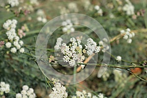 Mountain cicely