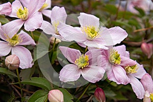 Mountain clematis montana rubens blooming in late spring