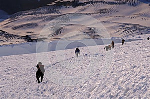 Mountain climbers climbing up Mt. Rainier