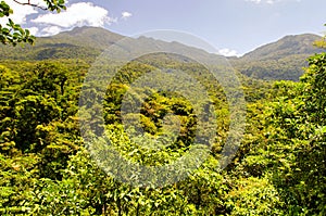 Mountain cloud rainforest & x28;Costa Rica, Santa Elena& x29;