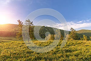 Mountain coniferous tree forest and meadows on sunrise morning