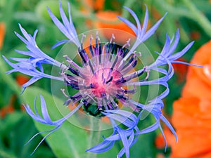 Mountain cornflower blooming in garden