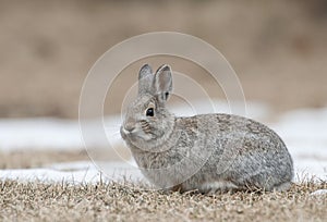 Mountain cottontail rabbit on grass and snow with dead grass as