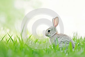 Mountain Cottontail rabbit sitting in grass on a white background