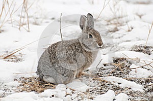 Mountain cottontail rabbit on snow with dead grass as forage