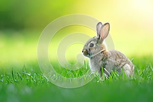 Mountain Cottontail sitting in the grass, gazing at the camera