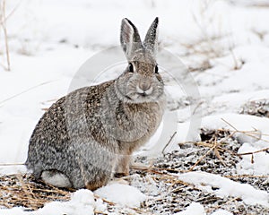 Mountain Cottontail on Snow