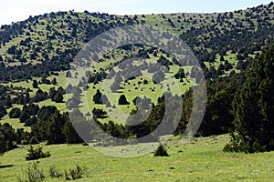 Mountain covered with trees