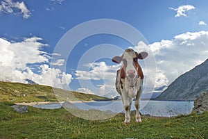 Mountain cow