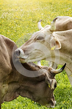 Mountain cow with horns licking each other to care their cowhide