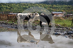 Mountain cows with gleam in the pool