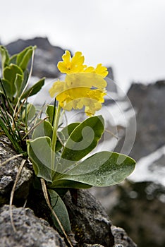 Mountain cowslip - early spring flowers in the German Alps