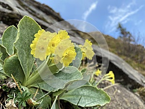 Mountain cowslip Primula auricula, Auricula, Bear`s ear, Die Aurikel oder Alpenaurikel, Planinski jaglac or Alpski jaglac