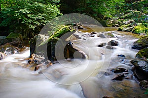 Mountain Creek In Green Forest