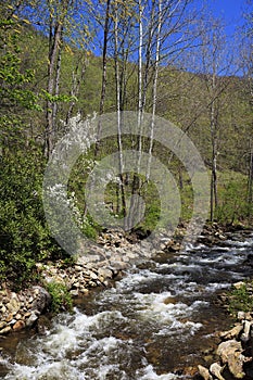 Mountain Creek in the Springtime with Dogwood Blooms