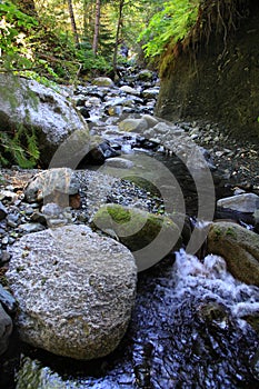Mountain Creek Forest in Trinity Alps photo