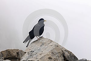 Mountain crow bird in the bavarian alps near germany highest point Zugspitze wildlife black and white