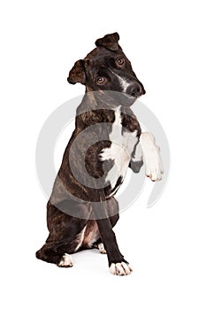 Mountain Cur Dog with Paw Up photo