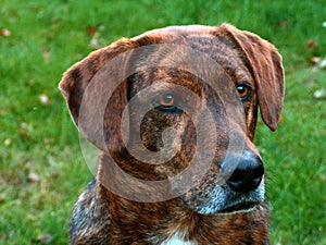 Mountain Cur Hound photo