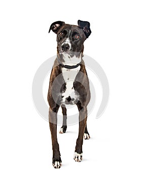 Mountain Cur Mixed Breed Dog