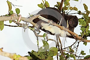 A Mountain Cuscus Climbing a Guava Tree