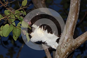 Mountain Cuscus Eating lLeaves