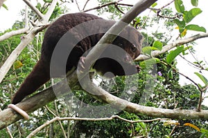 Mountain Cuscus in a Guava Tree