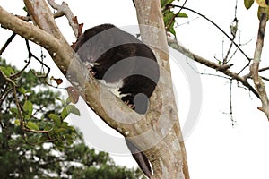 Mountain Cuscus in a Guava tree