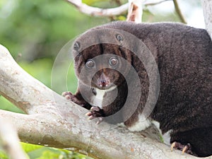 Mountain Cuscus in a Guava tree