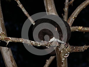 Mountain Cuscus in a Guava Tree at Night