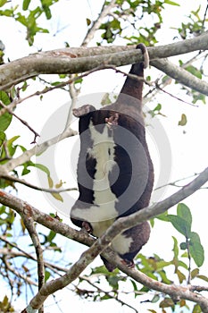 Mountain cuscus hanging by prehensile tail