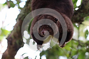 Mountain Cuscus Hanging from Tree Branch