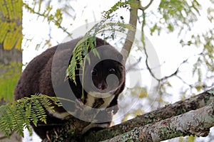 Mountain cuscus in Papua New Guinea