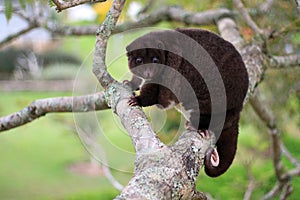 Mountain cuscus in Papua New Guinea