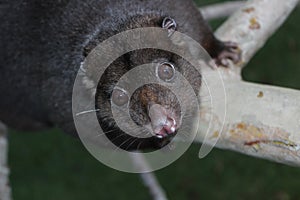 Mountain Cuscus in a Tree