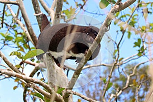 Mountain cuscus using prehensile tail to climb