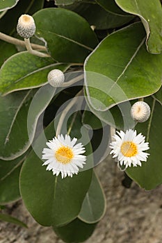 Mountain daisy flowers