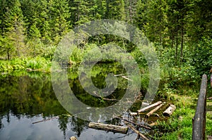 Mountain Dead Lake in the forest in the national park in the Skole Beskids near Lviv