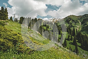 Mountain  with dead trunks of fir, Almaty, Kazakhstan, Zailiysky ridge Alatau, Almaty, Kazakhstan, Kimasar gorge, road to