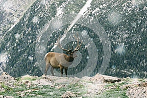Mountain deer in the snowy Rocky Mountains