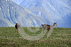 Mountain deers Olympic National Park