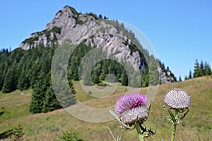 Mountain with detail of thistle