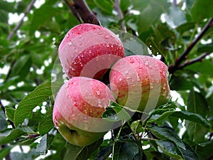 Mountain Dew Fresh Juicy Red Apples, India photo