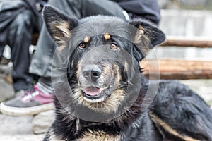 A mountain dog keeps alert for danger