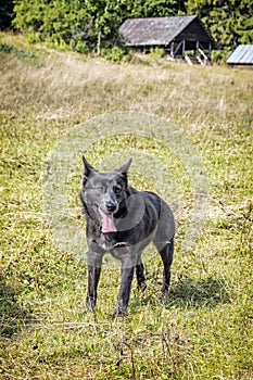 Mountain dog, Muran plain, Slovakia