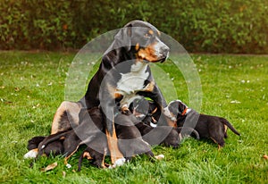 Mountain dog puppies