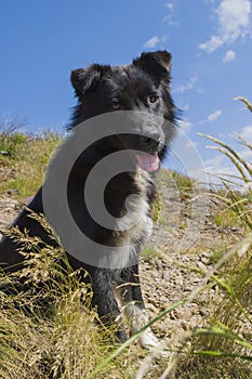 Mountain dog sitting on a mountain path 