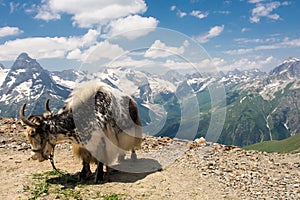 Mountain Dombai, Caucasus, Russia