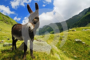 Mountain donkey on green field