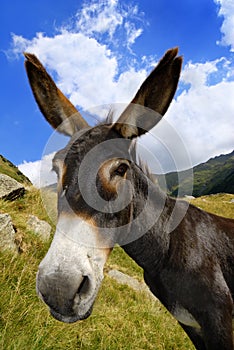 Mountain donkey on green field